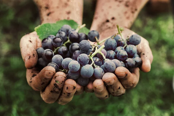 Технология производства вина из винограда